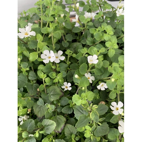 221 - FIFTEEN BACOPA 'SNOWFLAKE' BEDDING PLANTS ON A TRAY PLUS VAT TO BE SOLD FOR THE FIFTEEN