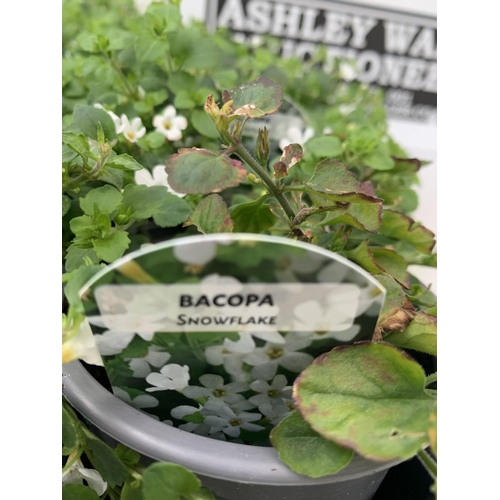 221 - FIFTEEN BACOPA 'SNOWFLAKE' BEDDING PLANTS ON A TRAY PLUS VAT TO BE SOLD FOR THE FIFTEEN