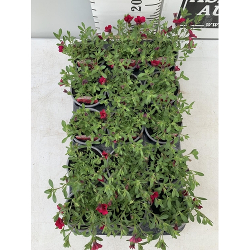 222 - FIFTEEN CALIBRACHOA CABARET IN DARK ROSE BEDDING PLANTS ON A TRAY PLUS VAT TO BE SOLD FOR THE FIFTEE... 