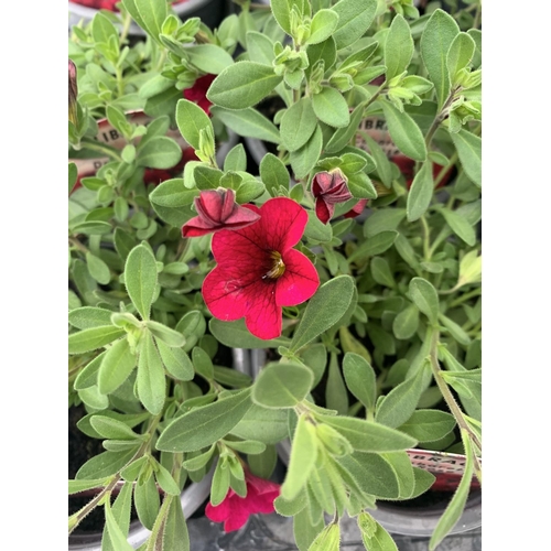 222 - FIFTEEN CALIBRACHOA CABARET IN DARK ROSE BEDDING PLANTS ON A TRAY PLUS VAT TO BE SOLD FOR THE FIFTEE... 