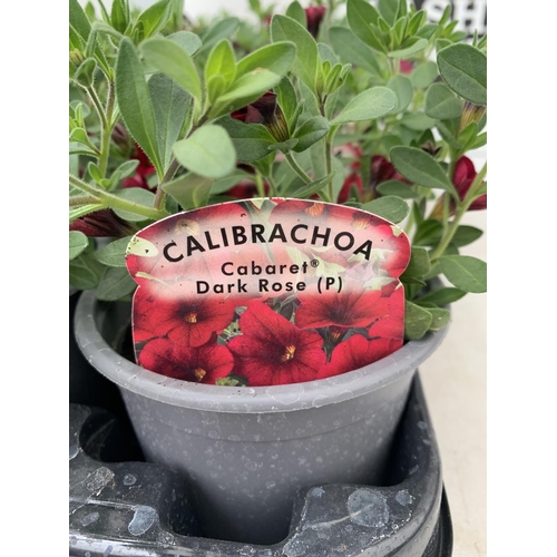 222 - FIFTEEN CALIBRACHOA CABARET IN DARK ROSE BEDDING PLANTS ON A TRAY PLUS VAT TO BE SOLD FOR THE FIFTEE... 