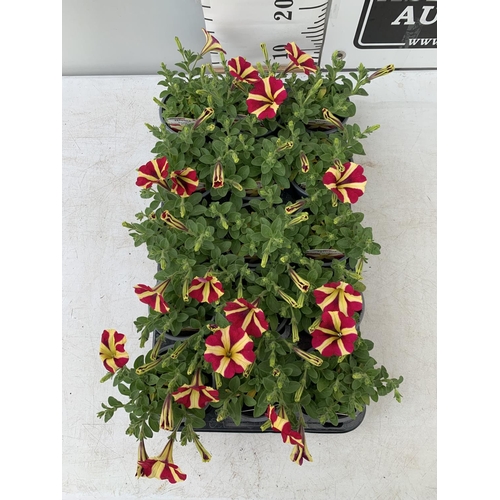 223 - FIFTEEN PETUNIA AMORE 'QUEEN OF HEARTS' BEDDING PLANTS ON A TRAY TO BE SOLD FOR THE FIFTEEN PLUS VAT