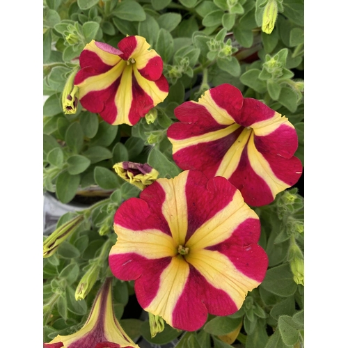 223 - FIFTEEN PETUNIA AMORE 'QUEEN OF HEARTS' BEDDING PLANTS ON A TRAY TO BE SOLD FOR THE FIFTEEN PLUS VAT