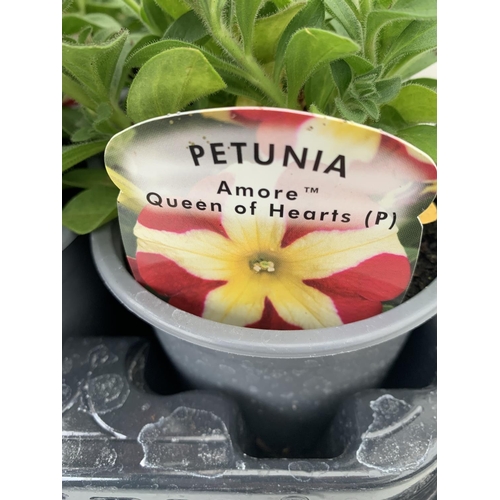 223 - FIFTEEN PETUNIA AMORE 'QUEEN OF HEARTS' BEDDING PLANTS ON A TRAY TO BE SOLD FOR THE FIFTEEN PLUS VAT