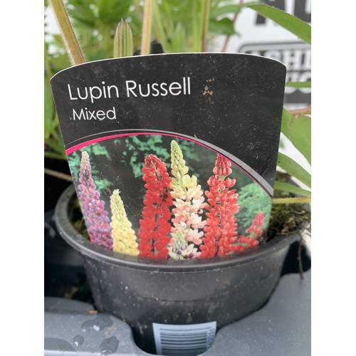 224 - SIX LUPIN RUSSELL MIXED COLOURS ON A TRAY APPROX 40CM IN HEIGHT PLUS VAT TO BE SOLD FOR THE SIX