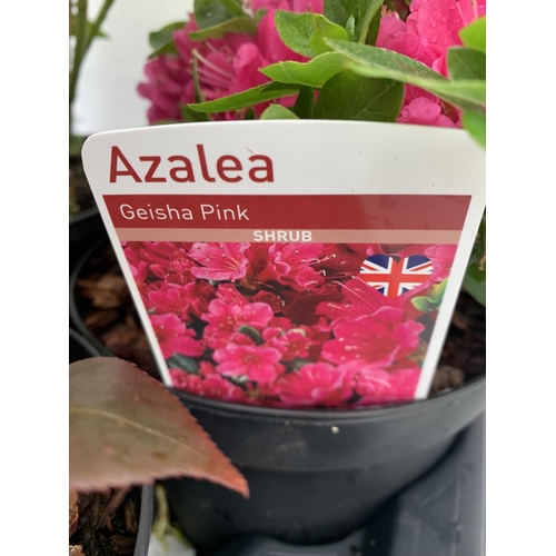 227 - SIX MIXED SHRUBS IN 2 LTR POTS TO INCLUDE PHOTINIA, AZALEAS, PIERIS ETC APPROX 50CM IN HEIGHT PLUS V... 