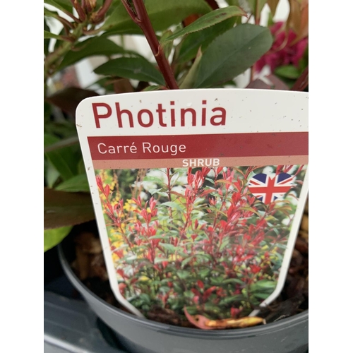 227 - SIX MIXED SHRUBS IN 2 LTR POTS TO INCLUDE PHOTINIA, AZALEAS, PIERIS ETC APPROX 50CM IN HEIGHT PLUS V... 