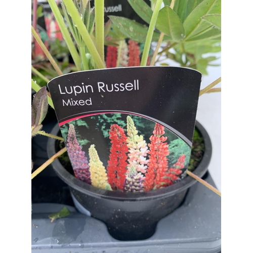 228 - SIX LUPIN RUSSELL MIXED COLOURS ON A TRAY APPROX 40CM IN HEIGHT PLUS VAT TO BE SOLD FOR THE SIX