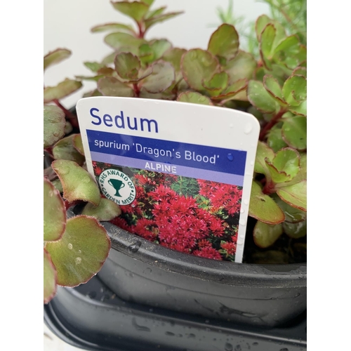 229 - SIX MIXED PERENNIALS TO INCLUDE DIANTHUS, SEDUM, PHLOX ETC IN 1 LTR POTS PLUS VAT TO BE SOLD FOR THE... 