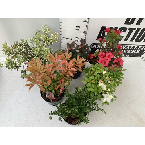 230 - SIX MIXED SHRUBS IN 2 LTR POTS TO INCLUDE PHOTINIA, PIERIS, AZALEAS ETC APPROX 50CM IN HEIGHT PLUS V... 