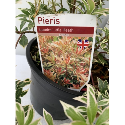 230 - SIX MIXED SHRUBS IN 2 LTR POTS TO INCLUDE PHOTINIA, PIERIS, AZALEAS ETC APPROX 50CM IN HEIGHT PLUS V... 