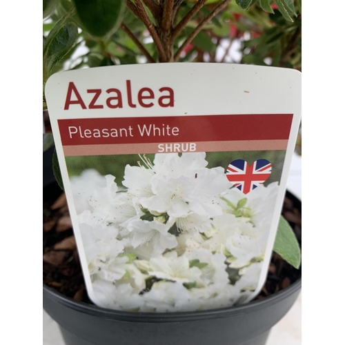 230 - SIX MIXED SHRUBS IN 2 LTR POTS TO INCLUDE PHOTINIA, PIERIS, AZALEAS ETC APPROX 50CM IN HEIGHT PLUS V... 