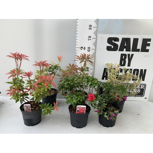 233 - SIX MIXED SHRUBS IN 2 LTR POTS TO INCLUDE PIERIS AND AZALEAS ETC APPROX 50CM IN HEIGHT PLUS VAT TO B... 