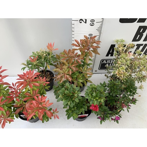 233 - SIX MIXED SHRUBS IN 2 LTR POTS TO INCLUDE PIERIS AND AZALEAS ETC APPROX 50CM IN HEIGHT PLUS VAT TO B... 