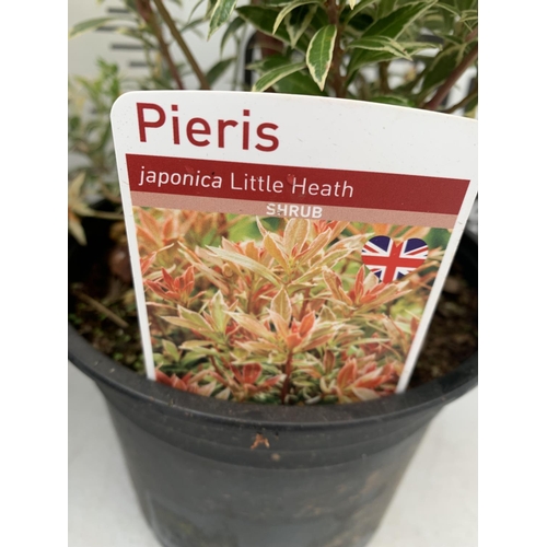 233 - SIX MIXED SHRUBS IN 2 LTR POTS TO INCLUDE PIERIS AND AZALEAS ETC APPROX 50CM IN HEIGHT PLUS VAT TO B... 