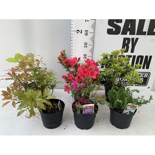 235 - SIX MIXED SHRUBS IN 2 LTR POTS TO INCLUDE PIERIS, PROSTANTHERA, HYDRANGEA, AZAELAS ETC APPROX 50CM I... 