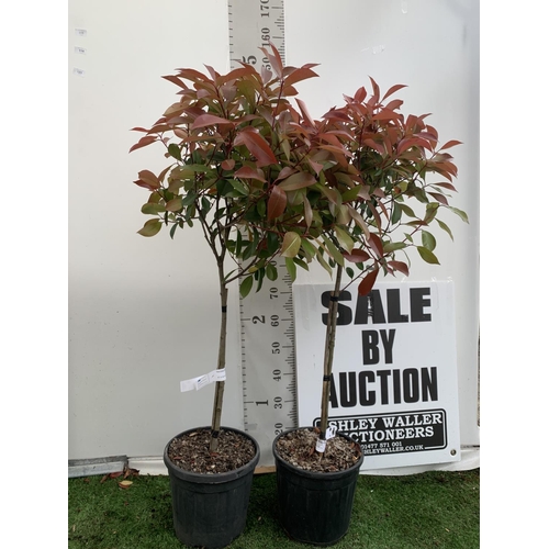 111 - A PAIR OF STANDARD PHOTINIA FRASERI RED ROBIN TREES 130CM TALL IN A 10 LTR POT TO BE SOLD FOR THE PA... 