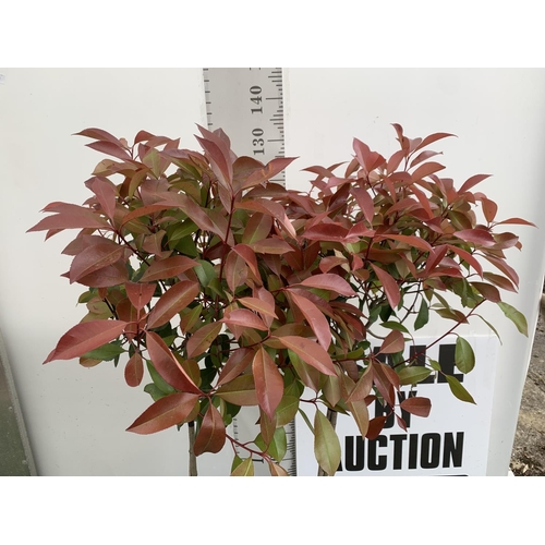 111 - A PAIR OF STANDARD PHOTINIA FRASERI RED ROBIN TREES 130CM TALL IN A 10 LTR POT TO BE SOLD FOR THE PA... 