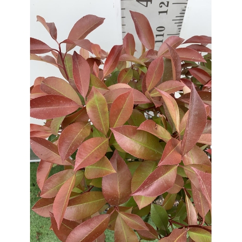 111 - A PAIR OF STANDARD PHOTINIA FRASERI RED ROBIN TREES 130CM TALL IN A 10 LTR POT TO BE SOLD FOR THE PA... 