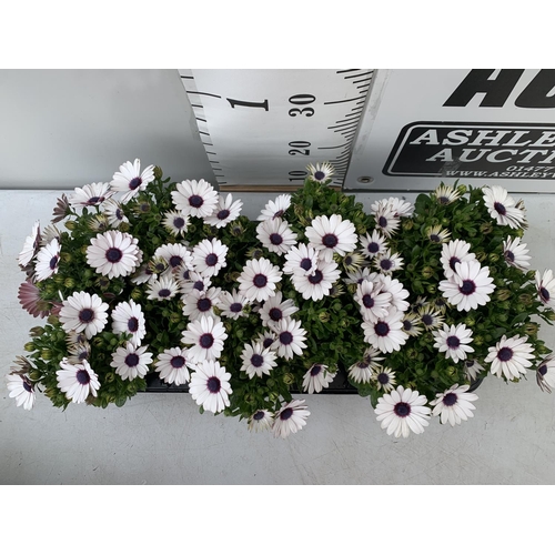 121 - TWELVE WHITE COLOURED OSTEOSPERMUM PLANTS ON A TRAY TO BE SOLD FOR THE TWELVE PLUS VAT