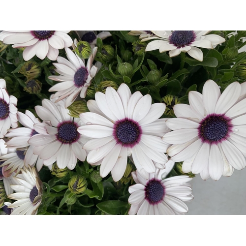 121 - TWELVE WHITE COLOURED OSTEOSPERMUM PLANTS ON A TRAY TO BE SOLD FOR THE TWELVE PLUS VAT