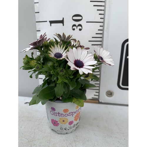 121 - TWELVE WHITE COLOURED OSTEOSPERMUM PLANTS ON A TRAY TO BE SOLD FOR THE TWELVE PLUS VAT