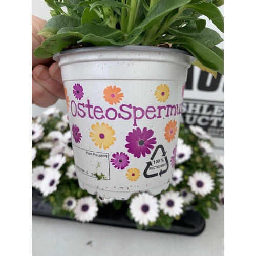 121 - TWELVE WHITE COLOURED OSTEOSPERMUM PLANTS ON A TRAY TO BE SOLD FOR THE TWELVE PLUS VAT