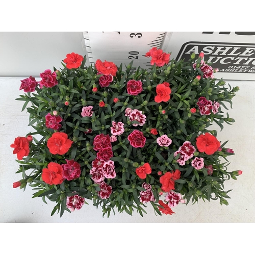 122 - SIX POTS OF DIANTHUS TRIO MIXED WITH THREE VARIETIES IN EACH POT SIZE P15 HEIGHT 30CM TO BE SOLD FOR... 