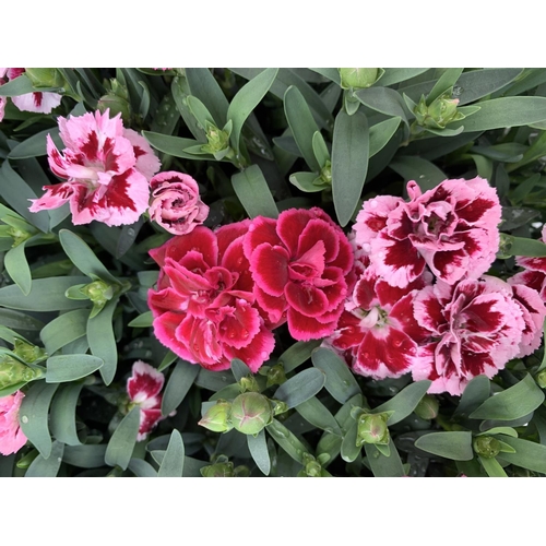 122 - SIX POTS OF DIANTHUS TRIO MIXED WITH THREE VARIETIES IN EACH POT SIZE P15 HEIGHT 30CM TO BE SOLD FOR... 