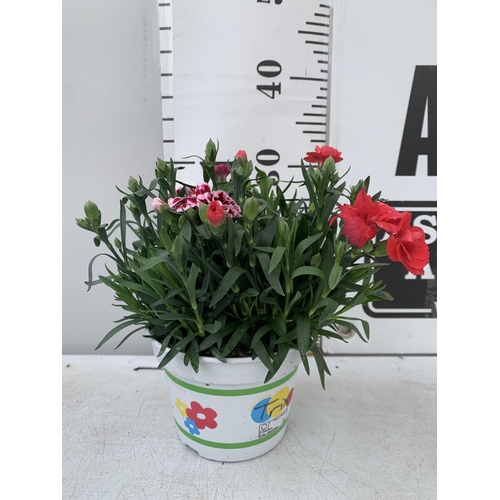 122 - SIX POTS OF DIANTHUS TRIO MIXED WITH THREE VARIETIES IN EACH POT SIZE P15 HEIGHT 30CM TO BE SOLD FOR... 