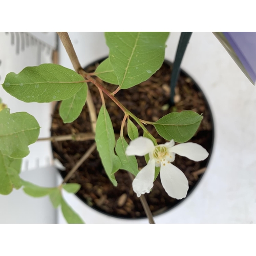 123 - THREE EXOCHORDA BLUSHING PEARL IN 2 LTR POTS 40CM TALL PLUS VAT TO BE SOLD FOR THE THREE