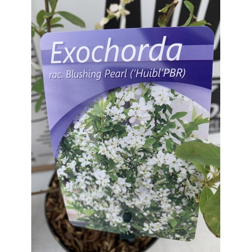 123 - THREE EXOCHORDA BLUSHING PEARL IN 2 LTR POTS 40CM TALL PLUS VAT TO BE SOLD FOR THE THREE