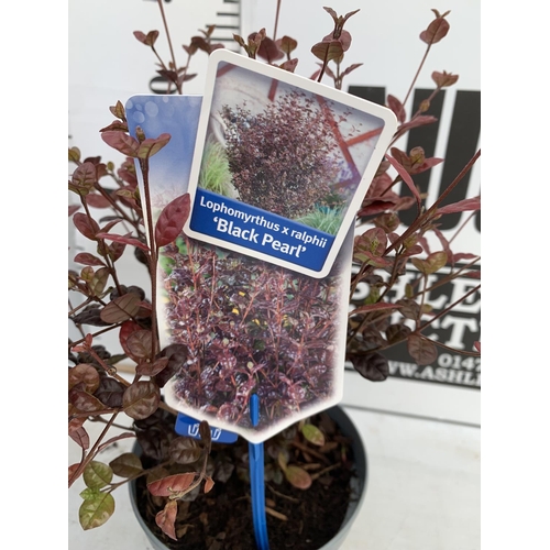 124 - THREE LOPHOMYRTUS RALPHII NEW ZEALAND MYRTLE  'BLACK PEARL' IN 2 LTR POTS HEIGHT  40CM - 50CM TO BE ... 