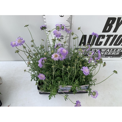 125 - SIX SCABIOSA BUTTERFLY BLUE IN 2 LTR POTS 50-60CM TALL TO BE SOLD FOR THE SIX PLUS VAT