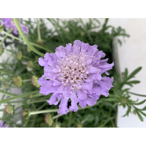 125 - SIX SCABIOSA BUTTERFLY BLUE IN 2 LTR POTS 50-60CM TALL TO BE SOLD FOR THE SIX PLUS VAT