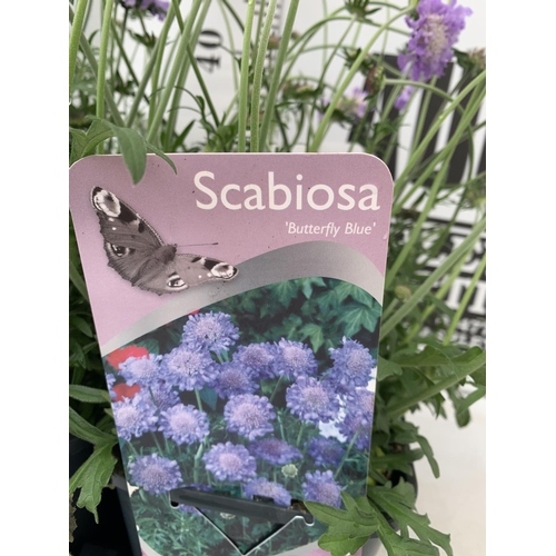 125 - SIX SCABIOSA BUTTERFLY BLUE IN 2 LTR POTS 50-60CM TALL TO BE SOLD FOR THE SIX PLUS VAT