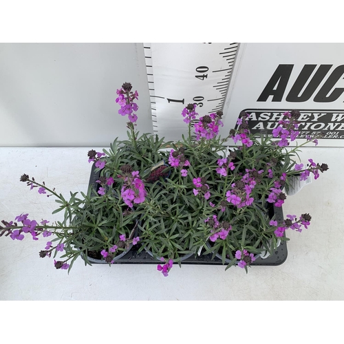 131 - SIX ERYSIMUM BOWLES MAUVE IN 2 LTR POTS 40-50CM TALL TO BE SOLD FOR THE SIX PLUS VAT