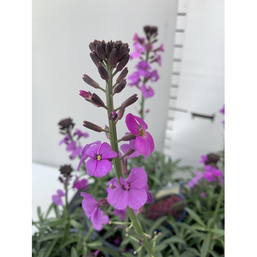 131 - SIX ERYSIMUM BOWLES MAUVE IN 2 LTR POTS 40-50CM TALL TO BE SOLD FOR THE SIX PLUS VAT