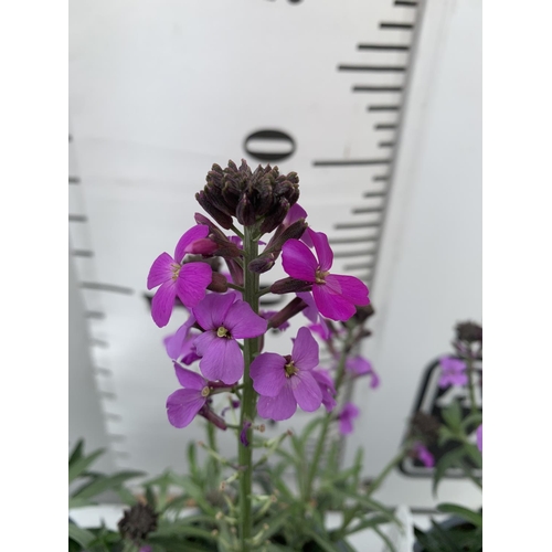 131 - SIX ERYSIMUM BOWLES MAUVE IN 2 LTR POTS 40-50CM TALL TO BE SOLD FOR THE SIX PLUS VAT