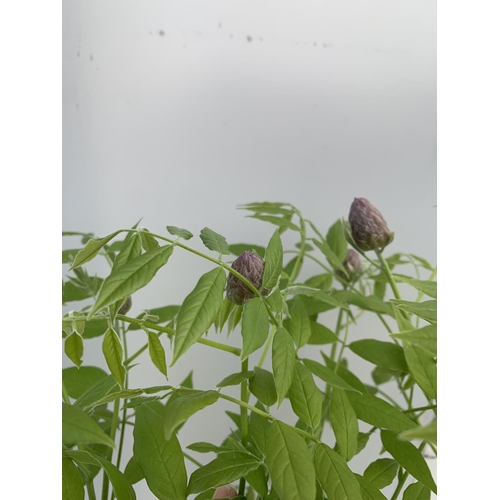 132 - A WISTERIA AMETHYST FALLS ON A FRAME PATIO READY IN A 3 LTR POT 80CM TALL PLUS VAT