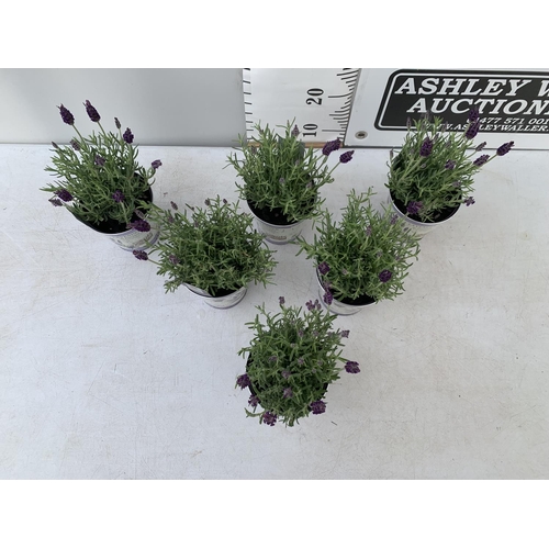 133 - SIX LAVENDULA LAVENDER ST ANOUK COLLECTION IN DECORATIVE METAL POTS TO BE SOLD FOR THE SIX NO VAT