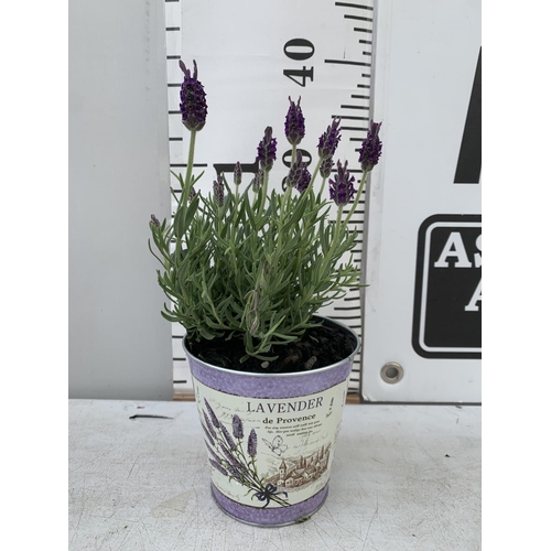 133 - SIX LAVENDULA LAVENDER ST ANOUK COLLECTION IN DECORATIVE METAL POTS TO BE SOLD FOR THE SIX NO VAT