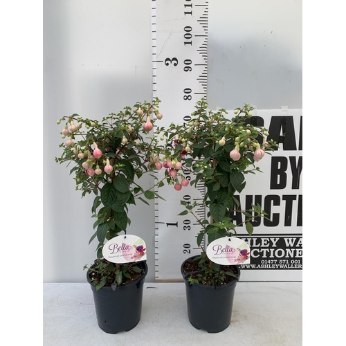 134 - TWO BELLA STANDARD PINK FUCHSIA IN A 3 LTR POTS 70CM -80CM TALL TO BE SOLD FOR THE TWO PLUS VAT