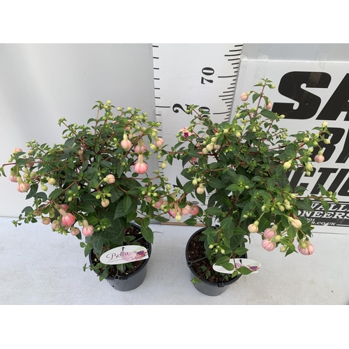 134 - TWO BELLA STANDARD PINK FUCHSIA IN A 3 LTR POTS 70CM -80CM TALL TO BE SOLD FOR THE TWO PLUS VAT