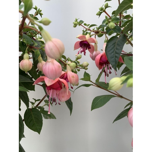 134 - TWO BELLA STANDARD PINK FUCHSIA IN A 3 LTR POTS 70CM -80CM TALL TO BE SOLD FOR THE TWO PLUS VAT