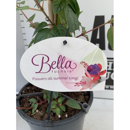 134 - TWO BELLA STANDARD PINK FUCHSIA IN A 3 LTR POTS 70CM -80CM TALL TO BE SOLD FOR THE TWO PLUS VAT