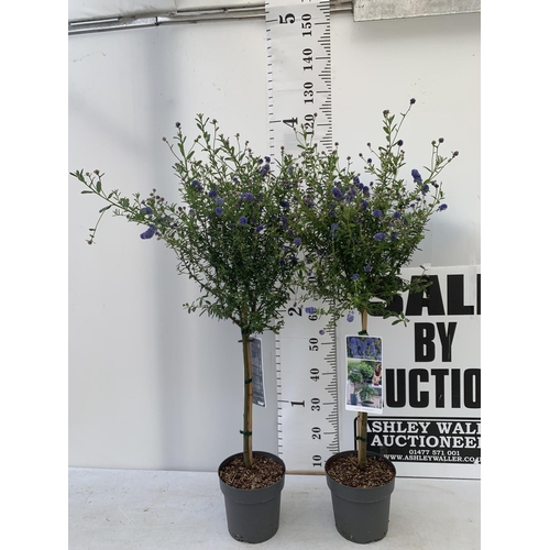 139 - TWO CEANOTHUS STANDARD TREES 'CONCHA' IN FLOWER APPROX 120CM IN HEIGHT IN 3 LTR POTS PLUS VAT TO BE ... 