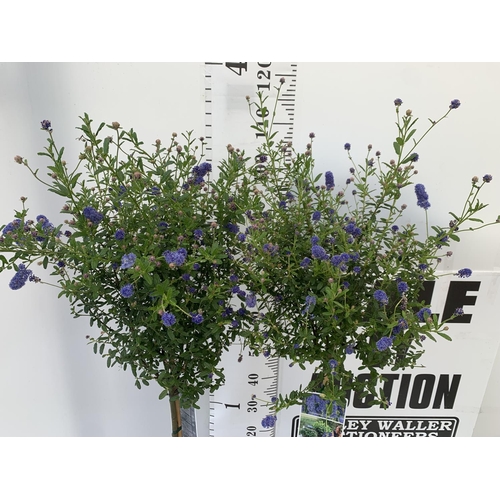 139 - TWO CEANOTHUS STANDARD TREES 'CONCHA' IN FLOWER APPROX 120CM IN HEIGHT IN 3 LTR POTS PLUS VAT TO BE ... 