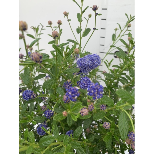 139 - TWO CEANOTHUS STANDARD TREES 'CONCHA' IN FLOWER APPROX 120CM IN HEIGHT IN 3 LTR POTS PLUS VAT TO BE ... 