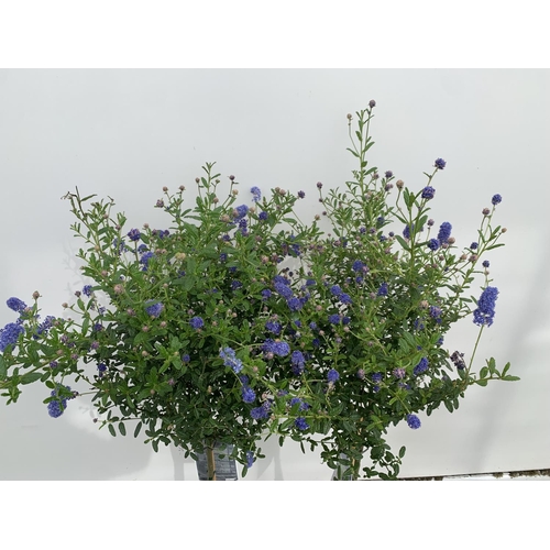 139 - TWO CEANOTHUS STANDARD TREES 'CONCHA' IN FLOWER APPROX 120CM IN HEIGHT IN 3 LTR POTS PLUS VAT TO BE ... 